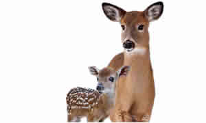 Protect wildlife